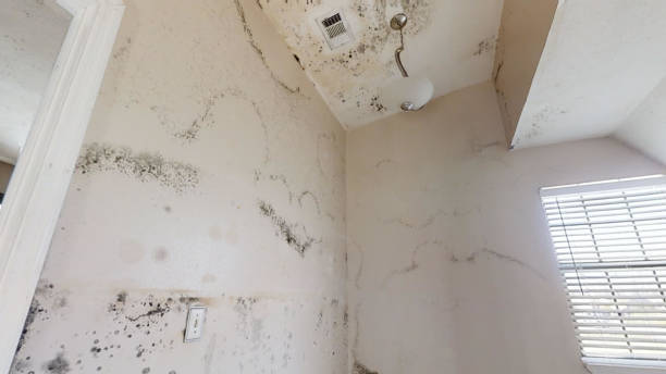 Mold Odor Removal Services in Haines City, FL