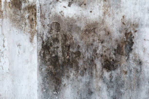 Mold Remediation for Rental Properties in Haines City, FL