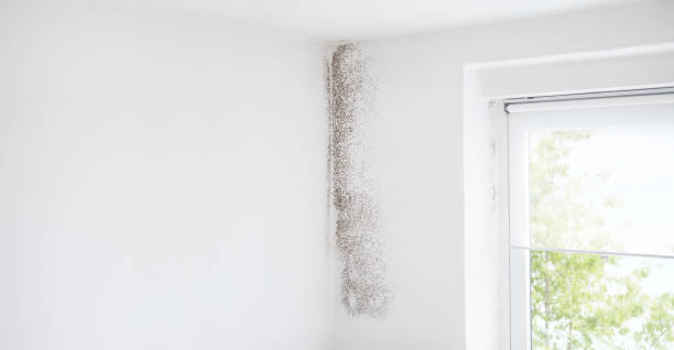Best Comprehensive Air Testing for Mold Contaminants  in Haines City, FL
