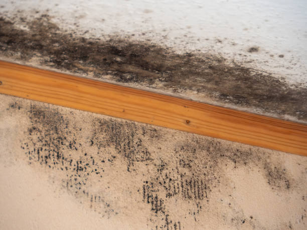 Environmental Consulting for Mold Prevention in Haines City, FL