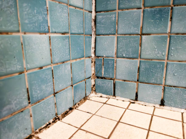 Best Mold Documentation for Insurance Claims  in Haines City, FL