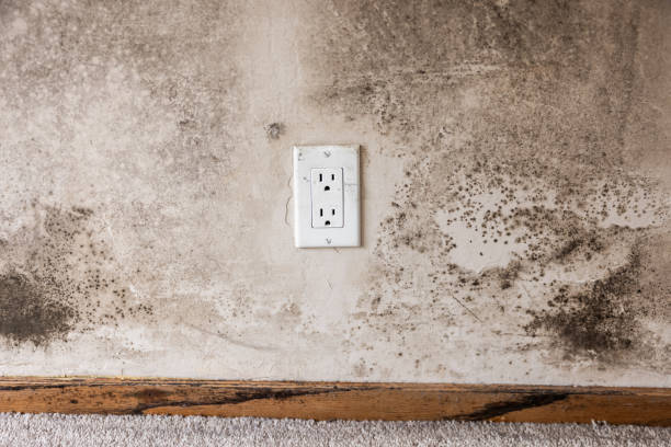 Best Dehumidification Services  in Haines City, FL