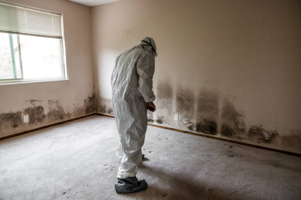 Best Mold Damage Restoration  in Haines City, FL