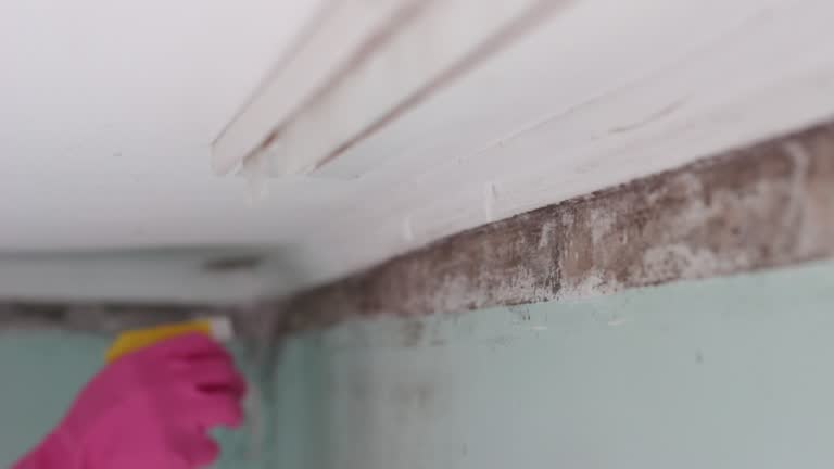 Best Mold Prevention Services  in Haines City, FL